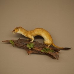 Hermelijn, grote wezel, zomervacht, opgezette exemplaar, hoogte 15 cm, opgezette dieren 89.2.96