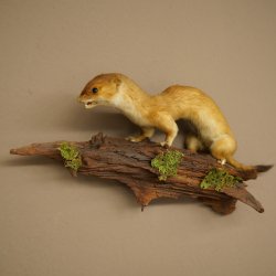 Hermelijn, grote wezel, zomervacht, opgezette exemplaar, hoogte 15 cm, opgezette dieren 89.2.96