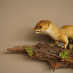 Hermelijn, grote wezel, zomervacht, opgezette exemplaar, hoogte 15 cm, opgezette dieren 89.2.96
