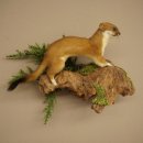 Hermelin Wiesel Sommer Fell Präparat Höhe 17 cm Tierpräparat 89.2.97