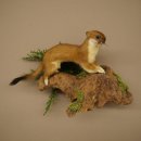 Hermelin Wiesel Sommer Fell Präparat Höhe 17 cm Tierpräparat 89.2.97