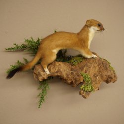 Hermelin Wiesel Sommer Fell Präparat Höhe 17 cm Tierpräparat 89.2.97