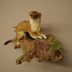 Hermelin Wiesel Sommer Fell Präparat Höhe 17 cm Tierpräparat 89.2.97