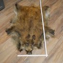 Wildschweinfell Keiler Fell Schwarzwild Schwarte...