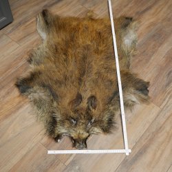 Wildschweinfell Keiler Fell Schwarzwild Schwarte Sauschwarte Vorleger Länge 107 cm 87.6.47