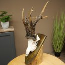 Copie record de bois « Marton Vasar » –...
