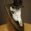 Copie record de bois « Marton Vasar » – bois de chevreuil, mâle, 24/11