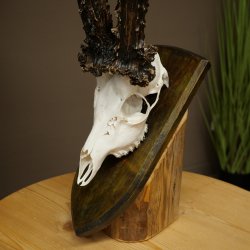 Copie record de bois « Marton Vasar » – bois de chevreuil, mâle, 24/11