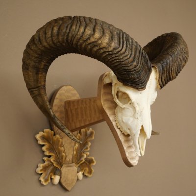 Mouflon (Ovis orientalis musimon) Ram Antlers Skull Trophy HL 81 cm on a trophy shield 82.1.160