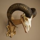 Mouflon (Ovis orientalis musimon) Ram Antlers Skull...