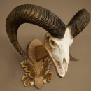 Mouflon (Ovis orientalis musimon) Ram Antlers Skull Trophy HL 81 cm on a trophy shield 82.1.160