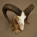 Mouflon (Ovis orientalis musimon) Ram Antlers Skull Trophy HL 81 cm on a trophy shield 82.1.160