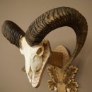 Mouflon (Ovis orientalis musimon) Ram Antlers Skull Trophy HL 81 cm on a trophy shield 82.1.160