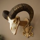 Mouflon (Ovis orientalis musimon) Ram Antlers Skull Trophy HL 81 cm on a trophy shield 82.1.160