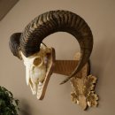Mouflon (Ovis orientalis musimon) Ram Antlers Skull Trophy HL 81 cm on a trophy shield 82.1.160