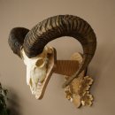 Mouflon (Ovis orientalis musimon) Ram Antlers Skull Trophy HL 81 cm on a trophy shield 82.1.160