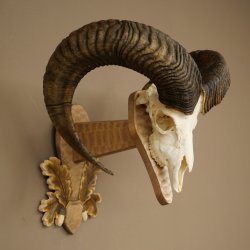 Mouflon (Ovis orientalis musimon) Ram Antlers Skull Trophy HL 81 cm on a trophy shield 82.1.160