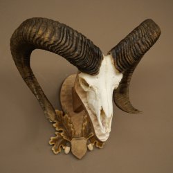 Mouflon (Ovis orientalis musimon) Ram Antlers Skull Trophy HL 81 cm on a trophy shield 82.1.160