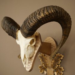 Mouflon (Ovis orientalis musimon) Ram Antlers Skull Trophy HL 81 cm on a trophy shield 82.1.160