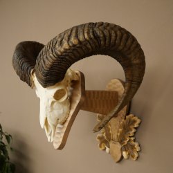 Mouflon (Ovis orientalis musimon) Ram Antlers Skull Trophy HL 81 cm on a trophy shield 82.1.160