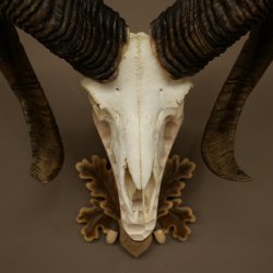 Mouflon (Ovis orientalis musimon) Ram Antlers Skull Trophy HL 81 cm on a trophy shield 82.1.160
