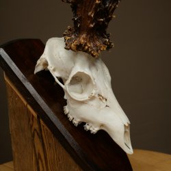 Copie record de bois « Jaszkiser 1975 » – bois de chevreuil, mâle, 24/12