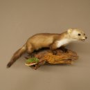Marder Steinmarder Präparat Deko Höhe 27 cm Tierpräparat 89.5.258