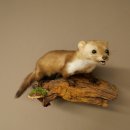 Marder Steinmarder Präparat Deko Höhe 27 cm Tierpräparat 89.5.258