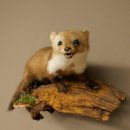 Marder Steinmarder Präparat Deko Höhe 27 cm Tierpräparat 89.5.258