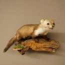 Marder Steinmarder Präparat Deko Höhe 27 cm Tierpräparat 89.5.258