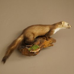 Marder Steinmarder Präparat Deko Höhe 27 cm Tierpräparat 89.5.258