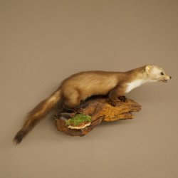 Marder Steinmarder Präparat Deko Höhe 27 cm Tierpräparat 89.5.258