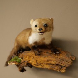Marder Steinmarder Präparat Deko Höhe 27 cm Tierpräparat 89.5.258
