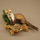 Marder Steinmarder Präparat Deko Höhe 34 cm Tierpräparat 89.5.259