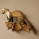 Marder Steinmarder Präparat Deko Höhe 34 cm Tierpräparat 89.5.259
