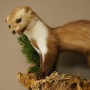 Marder Steinmarder Präparat Deko Höhe 34 cm Tierpräparat 89.5.259