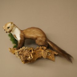 Marder Steinmarder Präparat Deko Höhe 34 cm Tierpräparat 89.5.259