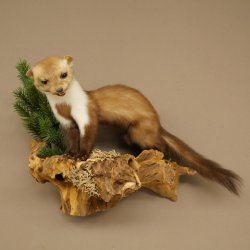 Marder Steinmarder Präparat Deko Höhe 34 cm Tierpräparat 89.5.259