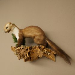 Marder Steinmarder Präparat Deko Höhe 34 cm Tierpräparat 89.5.259