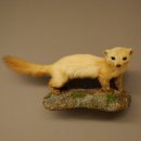 Marten, Stone Marten, Taxidermy Specimen, Decorative, Height 25 cm, Taxidermy Specimen 89.5.260