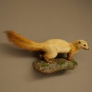 Marten, Stone Marten, Taxidermy Specimen, Decorative, Height 25 cm, Taxidermy Specimen 89.5.260