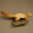 Marten, Stone Marten, Taxidermy Specimen, Decorative, Height 25 cm, Taxidermy Specimen 89.5.260