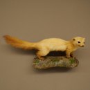 Marten, Stone Marten, Taxidermy Specimen, Decorative, Height 25 cm, Taxidermy Specimen 89.5.260