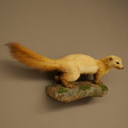 Marten, Stone Marten, Taxidermy Specimen, Decorative, Height 25 cm, Taxidermy Specimen 89.5.260
