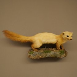 Marten, Stone Marten, Taxidermy Specimen, Decorative, Height 25 cm, Taxidermy Specimen 89.5.260