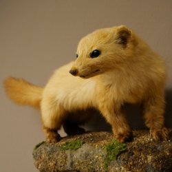 Marten, Stone Marten, Taxidermy Specimen, Decorative, Height 25 cm, Taxidermy Specimen 89.5.260