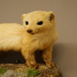 Marten, Stone Marten, Taxidermy Specimen, Decorative, Height 25 cm, Taxidermy Specimen 89.5.260