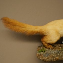 Marten, Stone Marten, Taxidermy Specimen, Decorative, Height 25 cm, Taxidermy Specimen 89.5.260