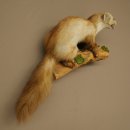 Marten, Stone Marten, Taxidermy Display, Height 44 cm, Taxidermy Specimen 89.5.261