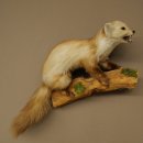Marten, Stone Marten, Taxidermy Display, Height 44 cm, Taxidermy Specimen 89.5.261